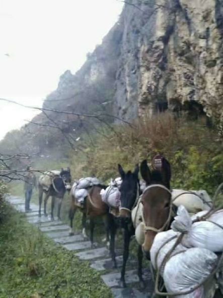 吕梁骡子运输队